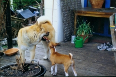 3.Akita Inu+ Basenji _Samson+Tschahud