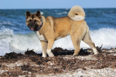 6.American Akita+Enya